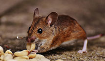 24 Hour & Emergency Exterminators in Norma, ND
